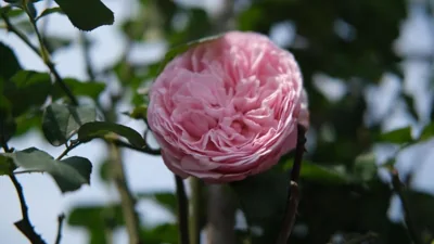 The Bloom Hanoi - Bespoke Living – 照片 15